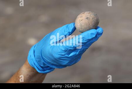 Yavne, Israel. 9th June, 2021. An Israeli archeologist shows an intact chicken's egg of roughly 1,000 years ago in Yavne, central Israel, on June 9, 2021. Israeli archeologists have discovered an intact chicken's egg of roughly 1,000 years ago, the Israel Antiquities Authority (IAA) said Wednesday. The egg was found in an excavation site in Yavne, in a cesspit dating from the Islamic period. Credit: Gil Cohen Magen/Xinhua/Alamy Live News