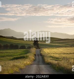 back country road through golden fields of wheat with lone tree, in background mountains layers of Sicily at the sunset Stock Photo