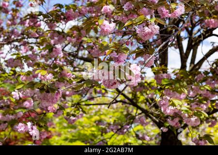 The flowering of a cherry tree in the Japanese Garden inside the Botanical Garden of Rome, Italy