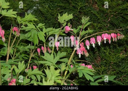 the pink and white heart shaped flowers of lamprocapnos spectabilis in a spring garden Stock Photo