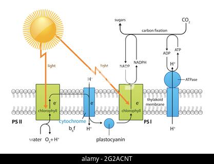 Photosynthesis process diagram illustration design equation -co2 -02 chlorophyll, sunlight ,water, plants Stock Photo