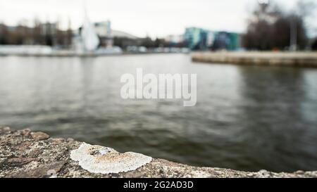 Gray lichen Lecanora allophana on a river embankment Stock Photo