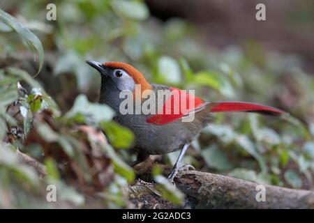 Red-tailed Laughingthrush (Trochalopteron milnei), Gaoligongshan, western Yunnan, China 2nd Jan 2019 Stock Photo