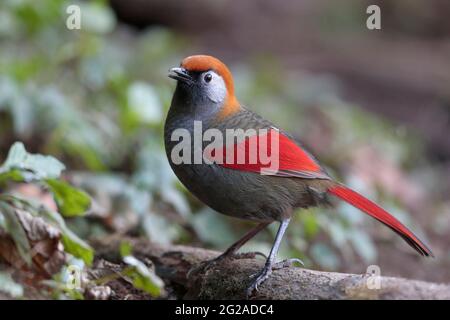 Red-tailed Laughingthrush (Trochalopteron milnei), Baihualing, Gaoligongshan, western Yunnan, China 2nd Jan 2019 Stock Photo