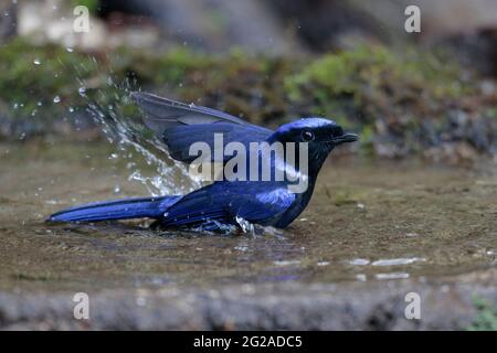 Large Niltava (Niltava grandis), male, bathing, Baihualing,  Gaoligongshan, western Yunnan, China 2nd Jan 2019 Stock Photo