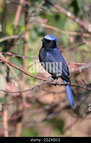 Large Niltava (Niltava grandis), male, Gaoligongshan, western Yunnan, China 2nd Jan 2019 Stock Photo