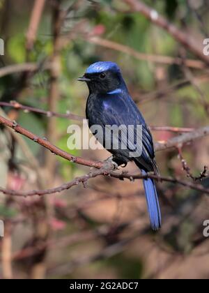 Large Niltava (Niltava grandis), male, Gaoligongshan, western Yunnan, China 2nd Jan 2019 Stock Photo