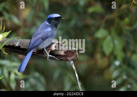 Large Niltava (Niltava grandis), male, perched on bamboo pipe, Baihualing, Gaoligongshan, western Yunnan, China 2nd Jan 2019 Stock Photo