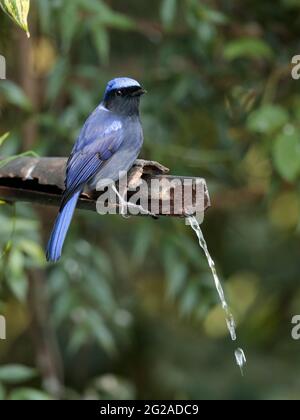 Large Niltava (Niltava grandis), male, perched on bamboo pipe, Baihualing, Gaoligongshan, western Yunnan, China 2nd Jan 2019 Stock Photo