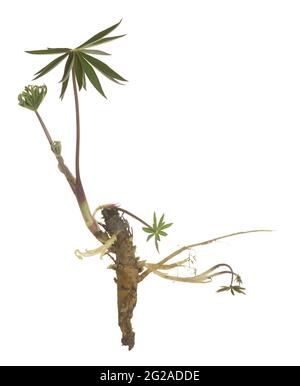 Lupine plant with root isolated on white background, this plant is invasive Stock Photo