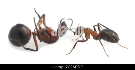 Wood ant, formica transporting ant isolated on white background Stock Photo