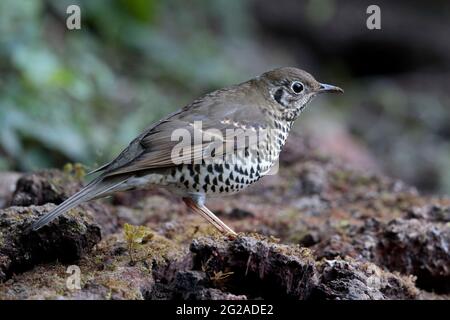 Long-tailed Thrush (Zoothera dixoni), side view, Gaoligongshan, western Yunnan, China 2nd Jan 2019 Stock Photo