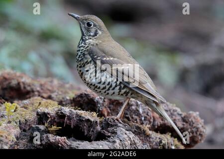 Long-tailed Thrush (Zoothera dixoni), side view, Gaoligongshan, western Yunnan, China 2nd Jan 2019 Stock Photo