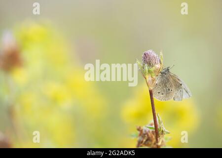 Ringlet, Aphantopus hyperantus resting on clower plant early morning, the butterfly is covered with dew Stock Photo
