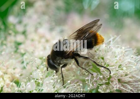 Hoverfly, Cheilosia illustrata feeding on hogweed, this insect mimics a bumblebee Stock Photo