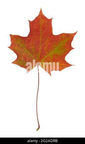 Norway maple, Acer platanoides leaf in autumn colors isolated on white background Stock Photo