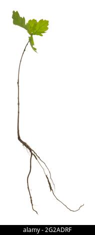 European oak, Quercus robur plant isolated on white background Stock Photo