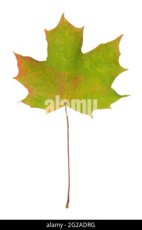 Norway maple, Acer platanoides leaf in autumn colors isolated on white background Stock Photo