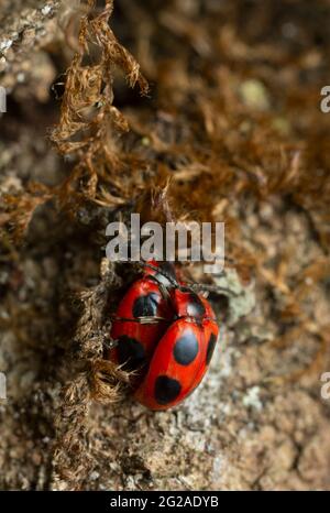 Mating pair of false ladybirds, Endomychus coccineus on wood Stock Photo