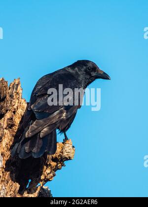 Carrion Crow, Corvus Corone - passerine bird in habitat Stock Photo