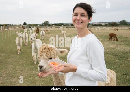 A woman feeding alpacas in a field Stock Photo
