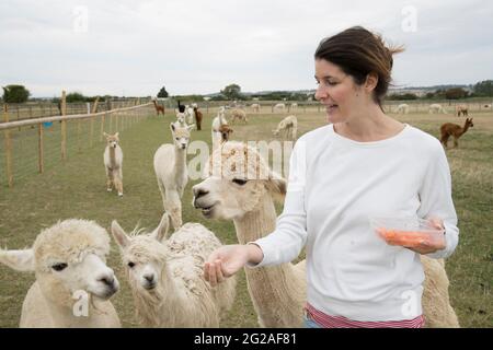 A woman feeding alpacas in a field Stock Photo
