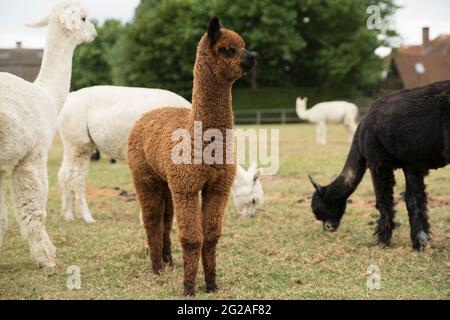 Alpacas in a field Stock Photo
