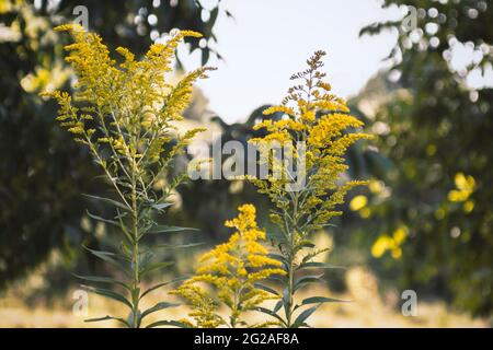 A close-up view of Canada Goldenrod in a forest with blurred background Stock Photo