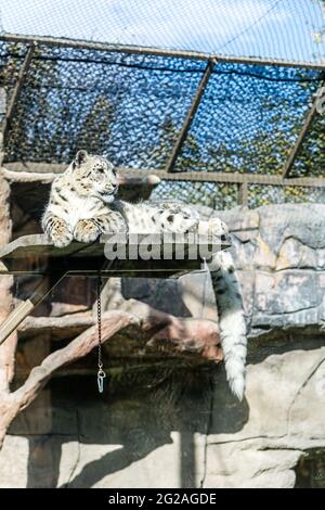 captive, Snow leopard, Panthera uncia, in a zoom enclosure Stock Photo