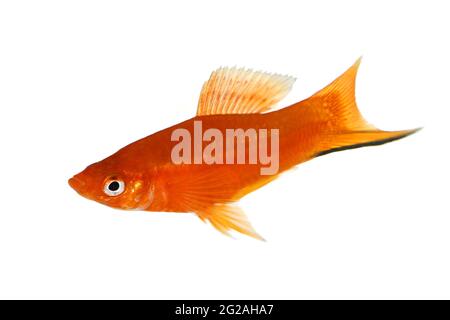 Red Swordtail Xiphophorus Helleri aquarium fish isolated on white Stock Photo