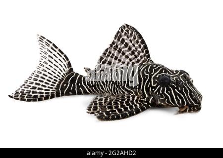 Pleco Catfish L-260 Queen Arabesque Hypostomus sp Plecostomus aquarium fish Stock Photo