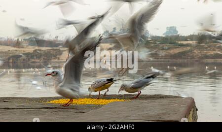 a slow motion or slow shutter photo of sea gull at yamuna ghat,delhi. Stock Photo