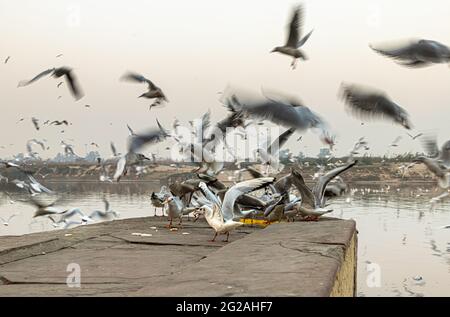 a slow motion or slow shutter photo of sea gull at yamuna ghat,delhi. Stock Photo