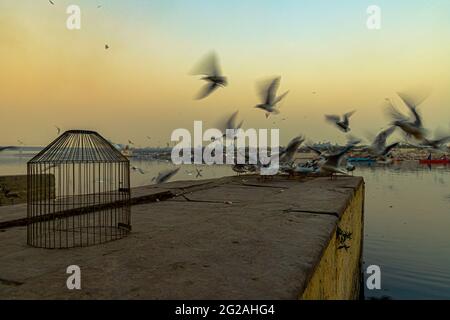 a slow motion or slow shutter photo of sea gull at yamuna ghat,delhi. Stock Photo