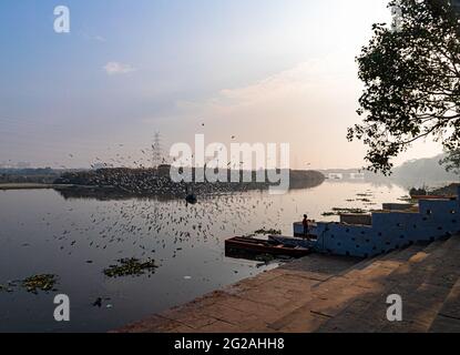 a boat in river and siberian cranes or sea gull flying over yamuna river at delhi. Stock Photo