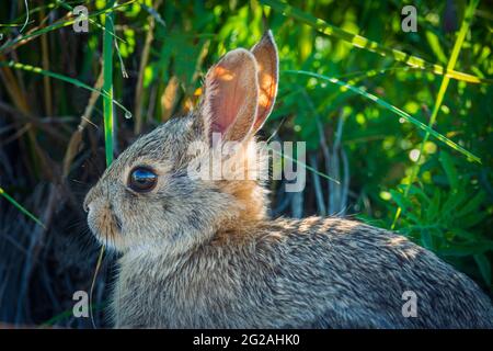 Mountain Cottontail Rabbit (Sylvilagus nuttallii), Montana, US Stock ...