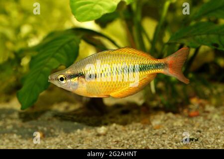 Lake Tebera rainbowfish Aquarium fish Melanotaenia herbertaxelrodi Stock Photo