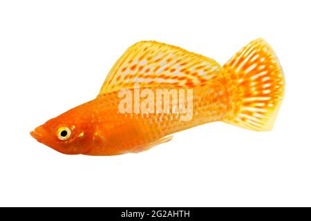 Sailfin molly Aquarium Fish Poecilia latipinna Stock Photo