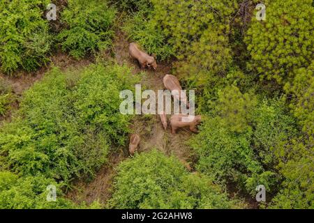 Kunming. 10th June, 2021. Aerial photo taken on June 8, 2021 shows the wild Asian elephant herd in Jinning District of Kunming, southwest China's Yunnan Province. The wandering wild Asian elephant herd that has caught global attention has headed 3.7 km further southwest after taking a good rest in the outskirts of the southwestern Chinese city of Kunming.TO GO WITH 'China's migrating elephant herd heads southwest' Credit: Xinhua/Alamy Live News Stock Photo