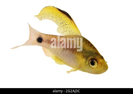 Drape finned barb Aquarium Fish Oreichthys crenuchoides neon highfin barb Stock Photo