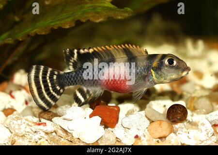 West African Dwarf Cichlid Aquarium Fish Nanochromis transvestitus Stock Photo