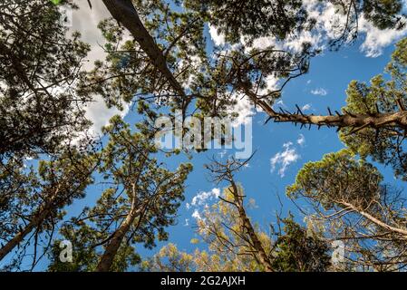 Tall treetops of a forest seen from underneath on a sunny day with blue sky Stock Photo