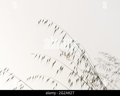 silhouettes of some wild oat plants on light background Stock Photo