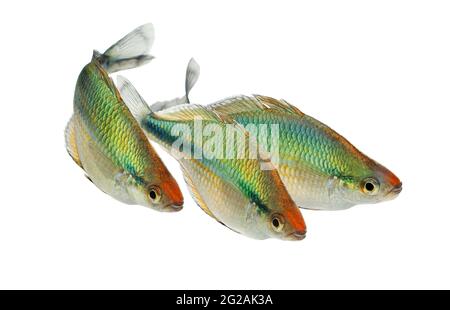 Swarm of Turquoise Rainbowfish Aquarium Fish Lake Kutubu rainbowfish Melanotaenia lacustris Stock Photo