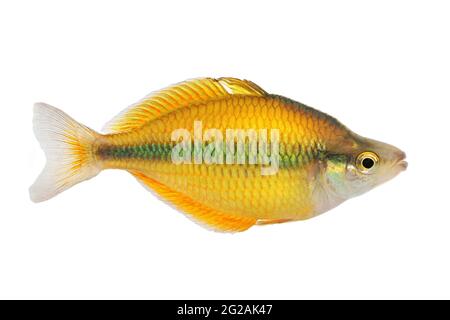 Lake Tebera rainbowfish Aquarium fish Melanotaenia herbertaxelrodi Stock Photo