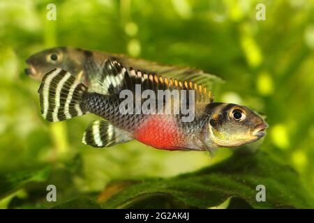 West African Dwarf Cichlid Aquarium Fish Nanochromis transvestitus Stock Photo