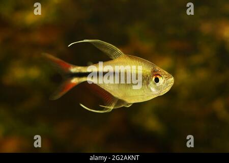 Phoenix Tetra Aquarium Fish Hemigrammus filamentosus Stock Photo