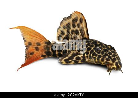 Leopard Cactus Pleco aquarium fish Pseudacanthicus leopardus Stock Photo