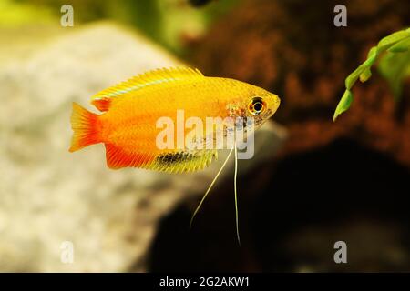 Honey gourami Trichogaster chuna tropical aquarium fish isolated on white Stock Photo