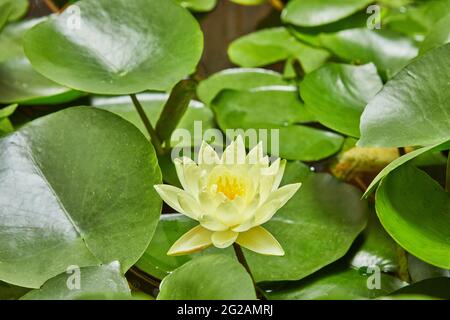 Lilies blooming on the water in the park between green leaves Stock Photo